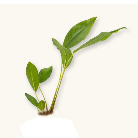 Anubias barteri var nana paxing compacta ADET