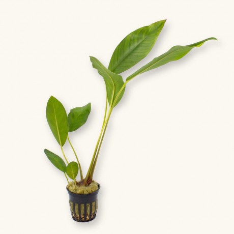 Anubias barteri var nana paxing compacta ADET