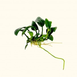 Anubias barteri var nana petite ADET