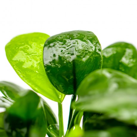Anubias barteri var nana tall ADET