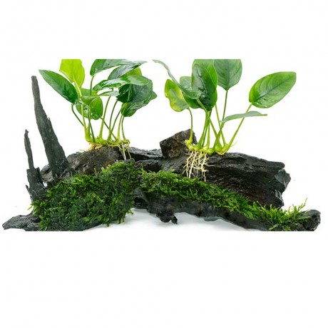 Anubias barteri var nana tall ADET