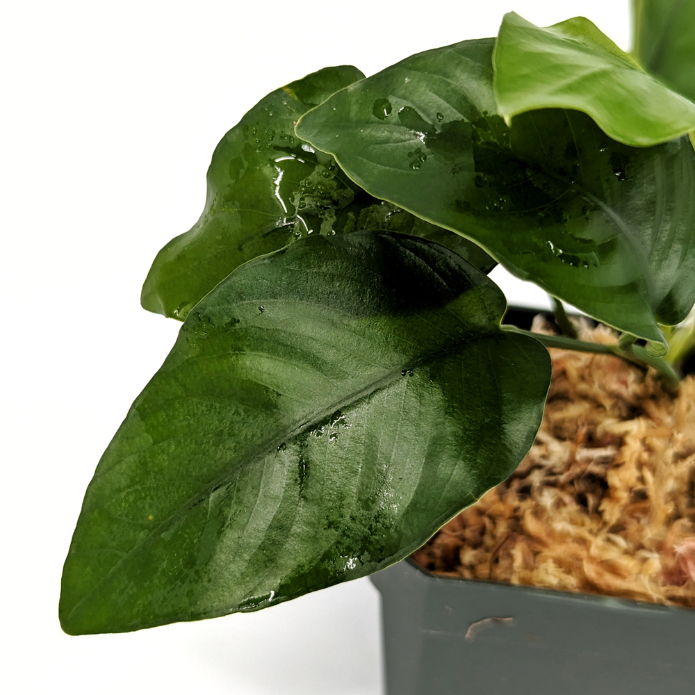 Anubias barteri var nana tall ADET