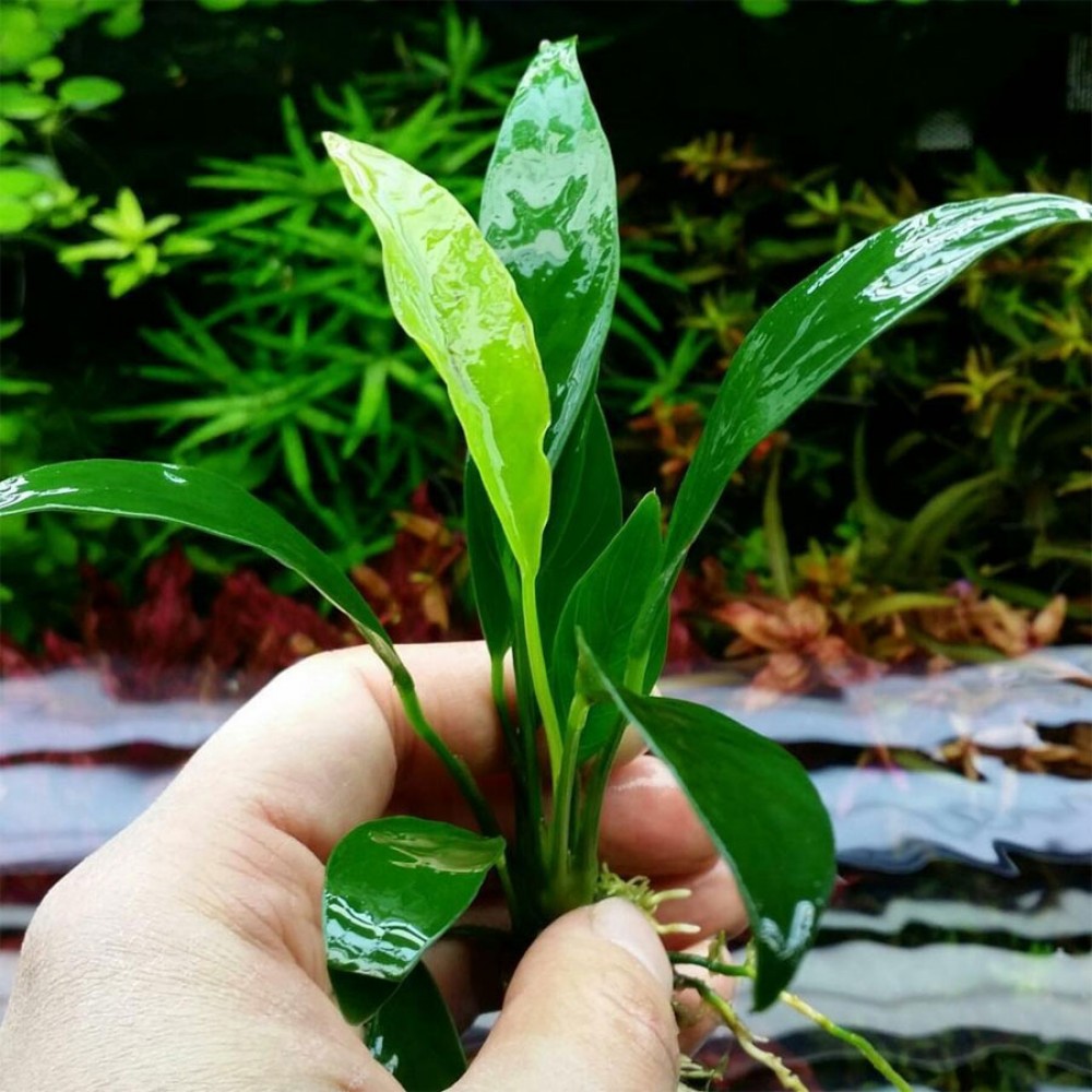 Anubias congensis EXVITRO