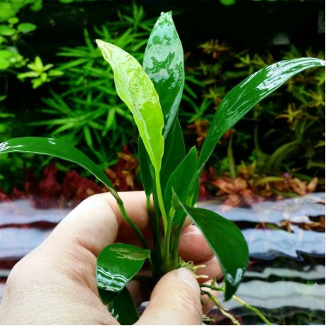 Anubias congensis mini TEK RİZOM