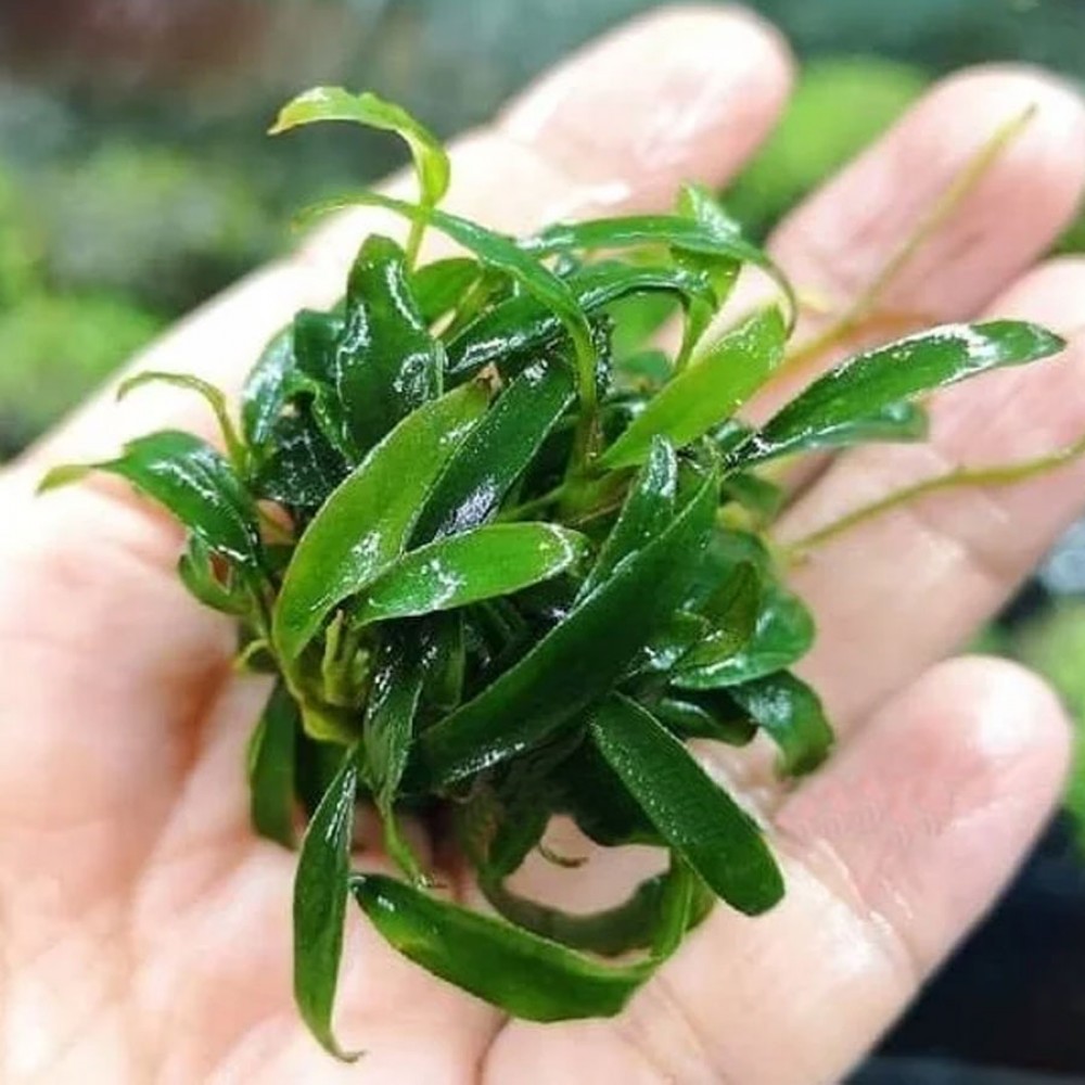 Anubias galabra EXVITRO