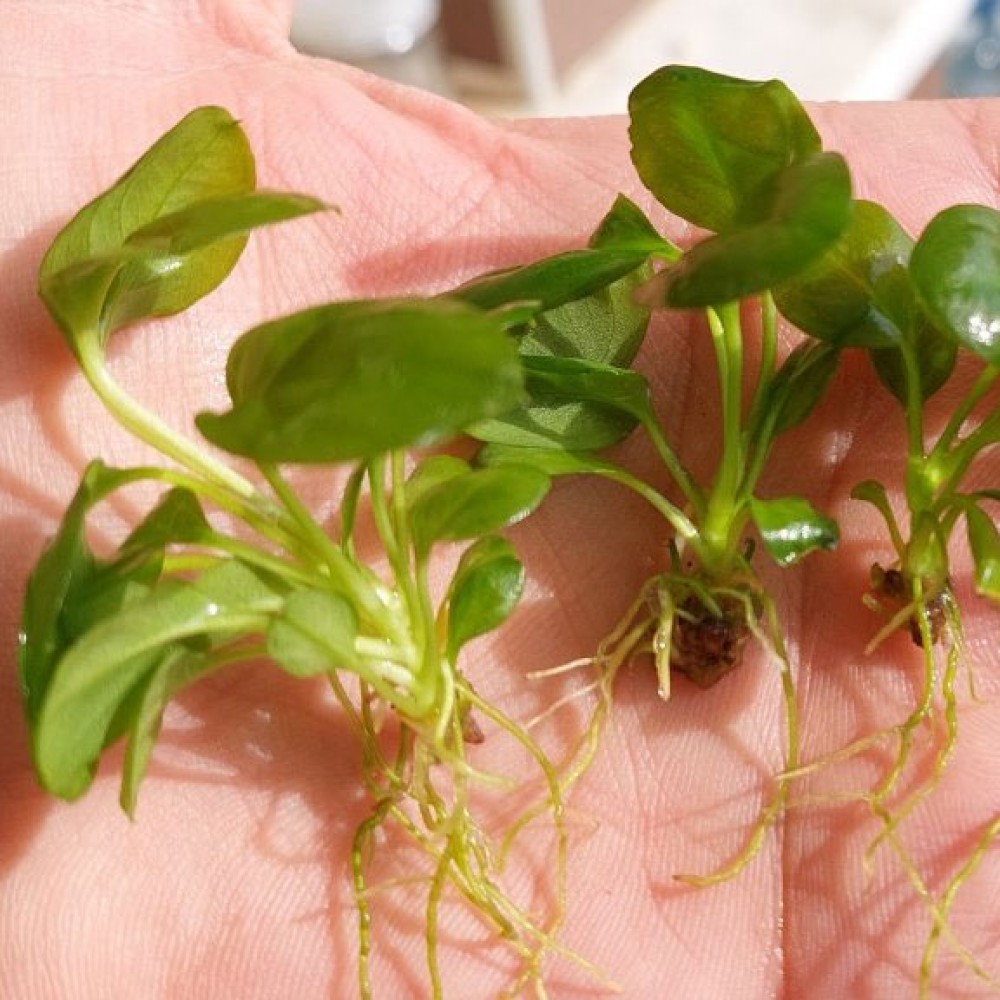 Anubias heterophylla mini EXVITRO