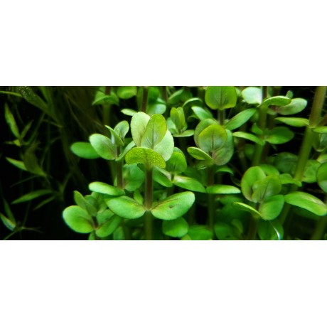 Bacopa araguaia SAKSI