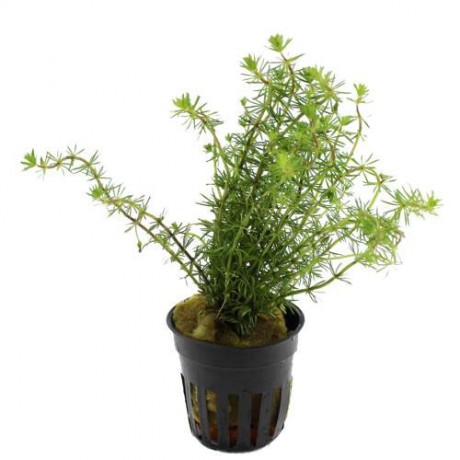 Bacopa myriophylloides SAKSI