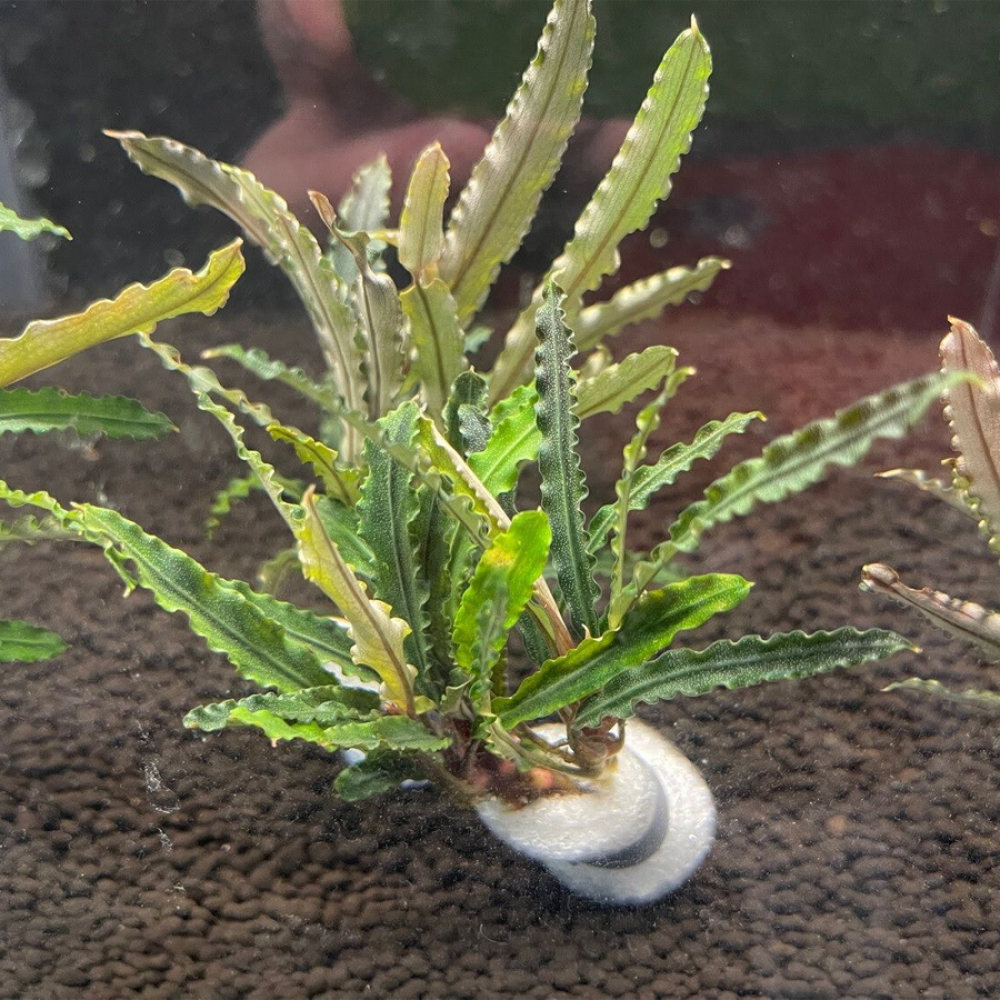 Bucephalandra alamanda v1 blue TEK RİZOM