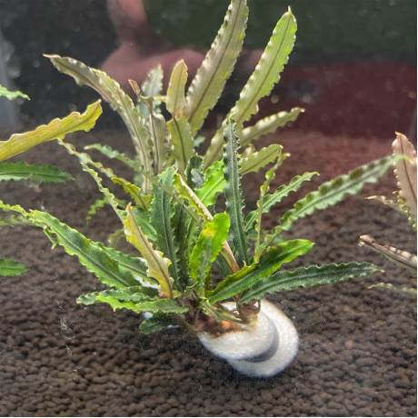 Bucephalandra alamanda v1 blue TEK RİZOM