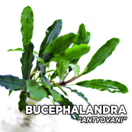 Bucephalandra antyovani TEK RİZOM