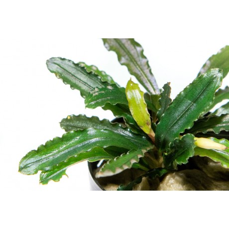 Bucephalandra biblis TEK RİZOM