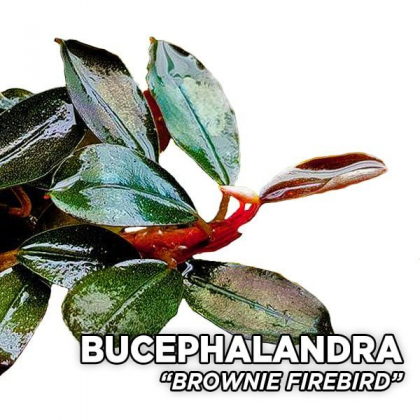 Bucephalandra brownie firebird 10x10 cm