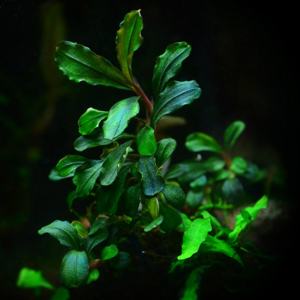 Bucephalandra brownie jade TEK RİZOM