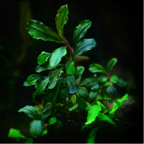 Bucephalandra brownie jade 10x10 cm