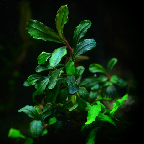 Bucephalandra brownie jade TEK RİZOM