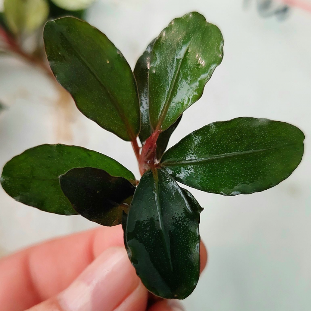 Bucephalandra brownie neo TEK RİZOM