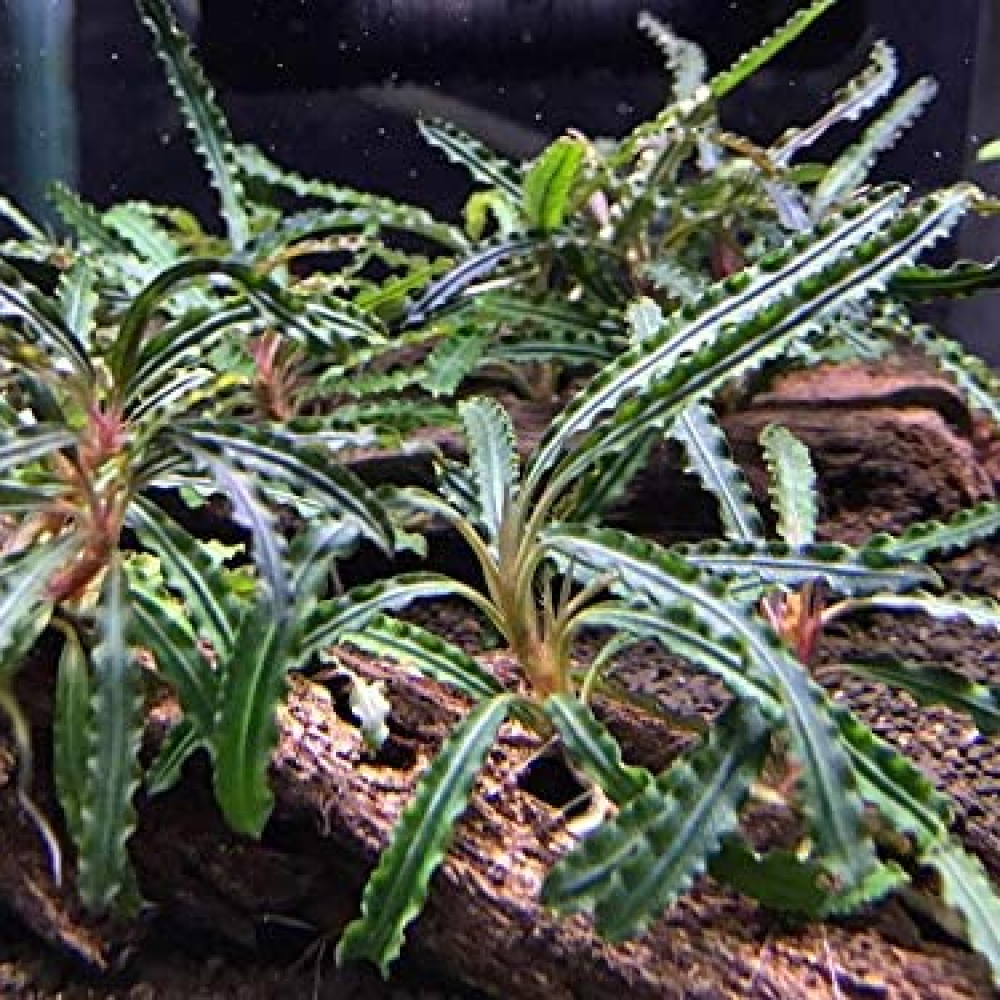 Bucephalandra catherine dark 10x10 cm