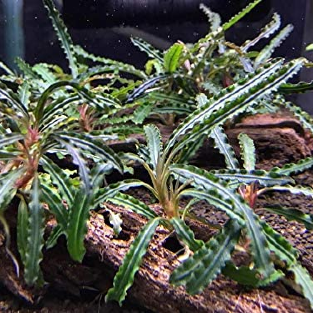 Bucephalandra catherine dark TEK RİZOM