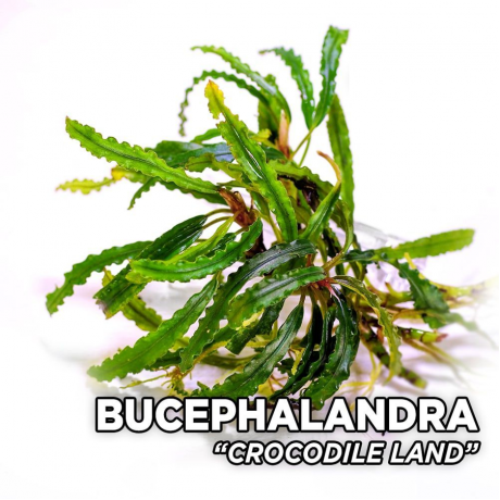 Bucephalandra crocodile land TEK RİZOM