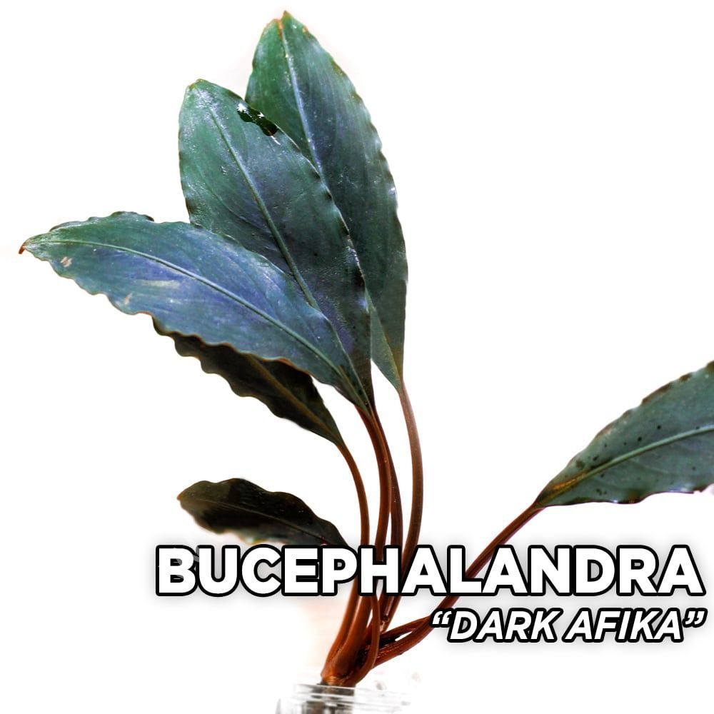 Bucephalandra dark afika TEK RİZOM