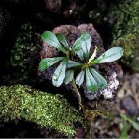 Bucephalandra kapit medium leaf TEK RİZOM