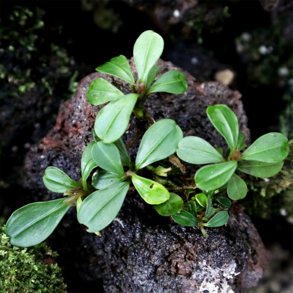 Bucephalandra kapit round leaf TEK RİZOM