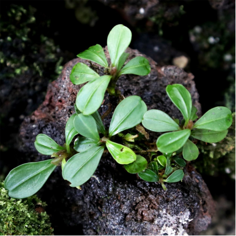 Bucephalandra kapit round leaf TEK RİZOM