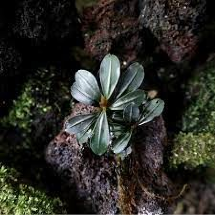 Bucephalandra kapit wavy leaf TEK RİZOM