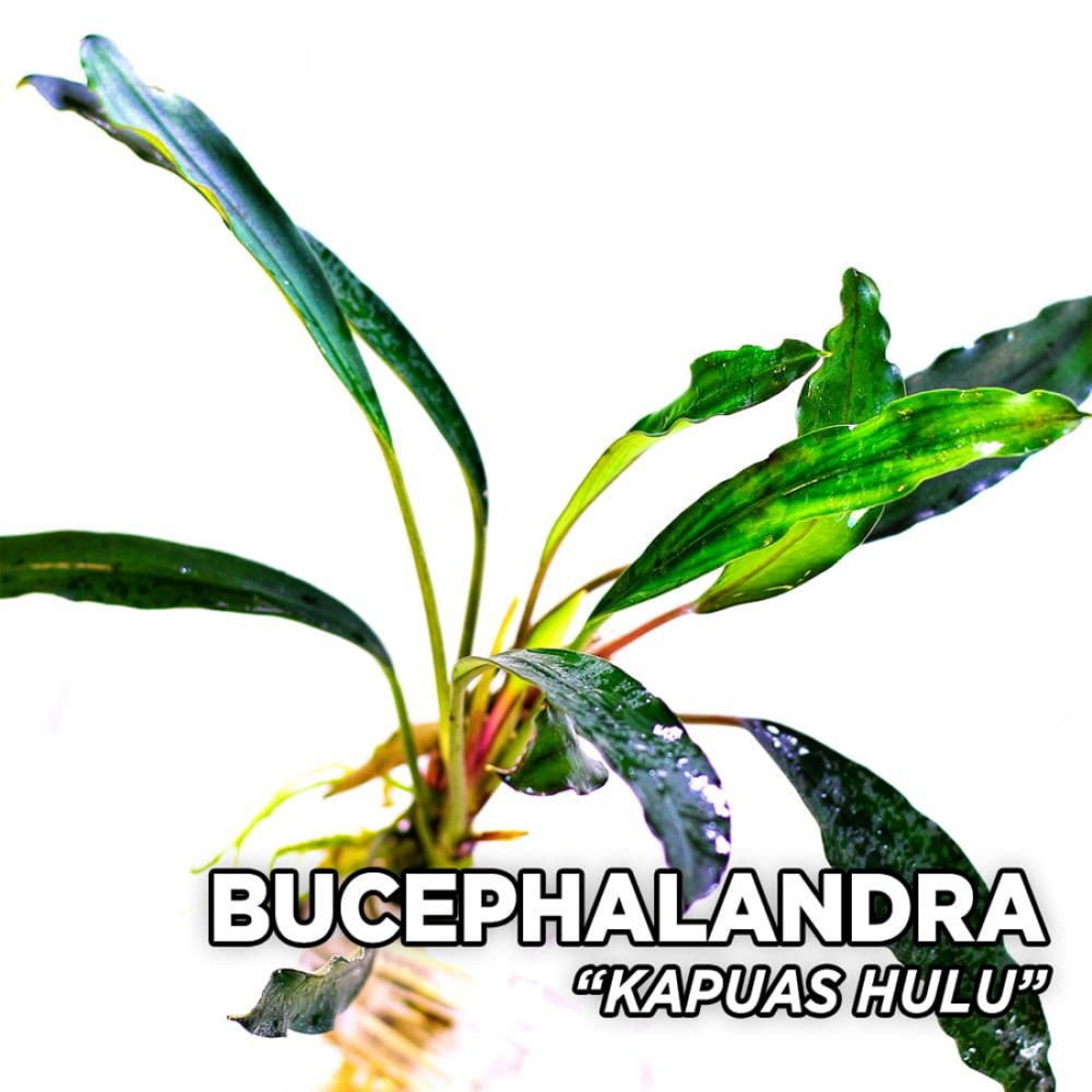 Bucephalandra kapuas hulu TEK RİZOM