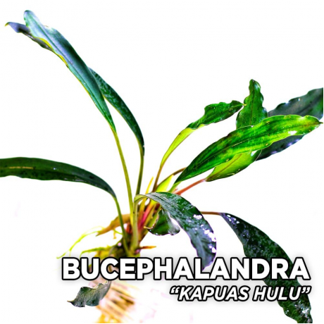 Bucephalandra kapuas hulu 10x10 cm