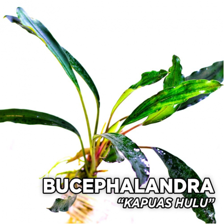 Bucephalandra kapuas hulu TEK RİZOM