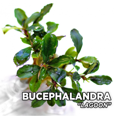 Bucephalandra lagoon TEK RİZOM