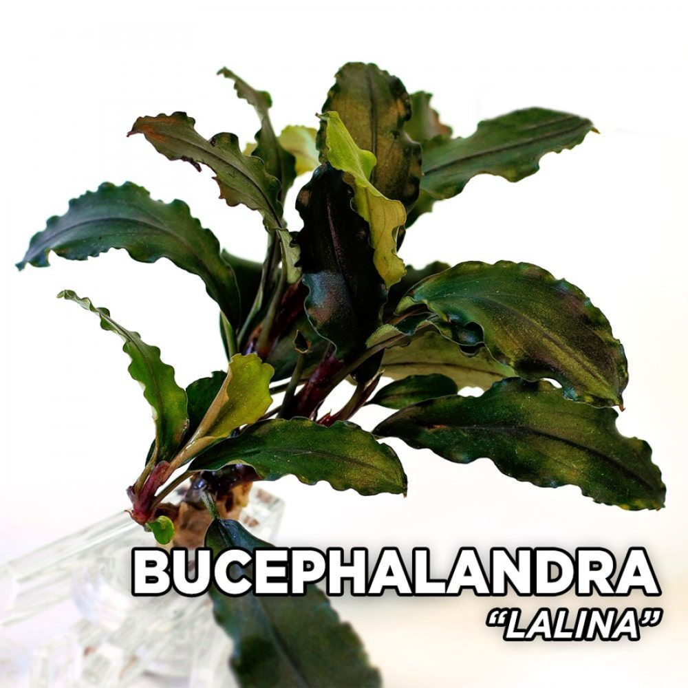 Bucephalandra lalina TEK RİZOM