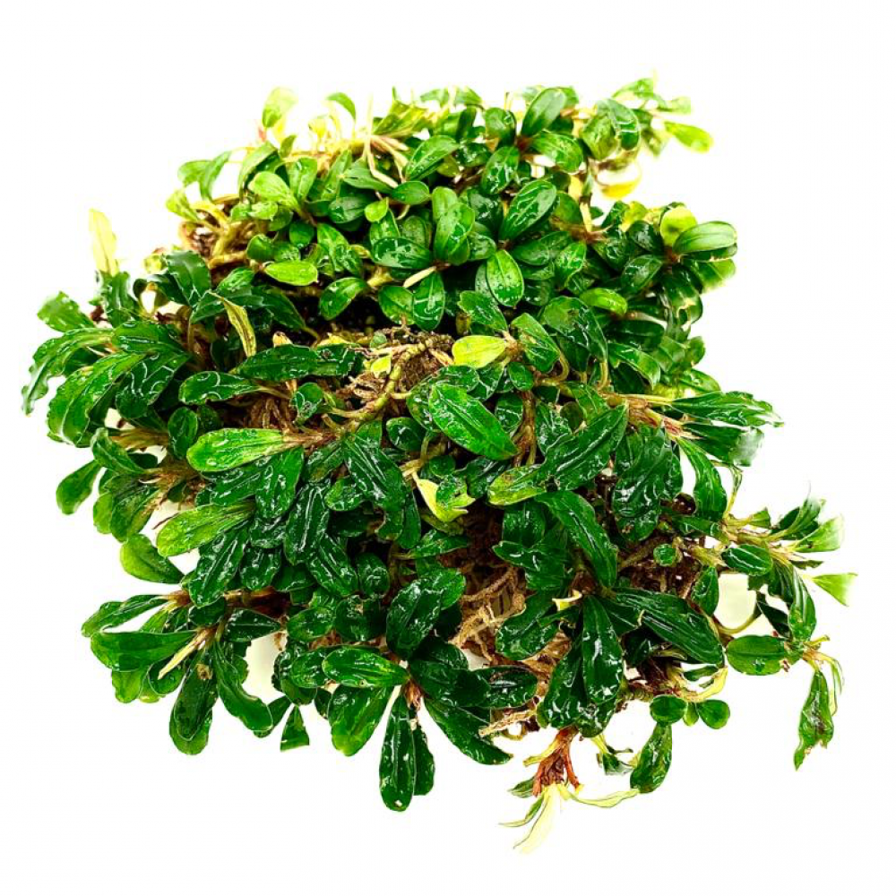 Bucephalandra mini melawi TEK RİZOM