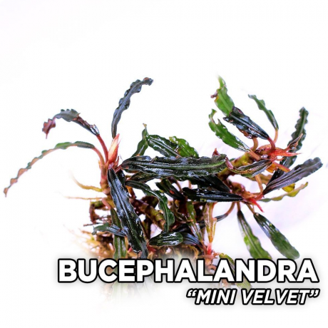 Bucephalandra mini velvet TEK RİZOM