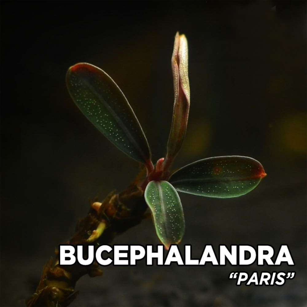 Bucephalandra paris TEK RİZOM