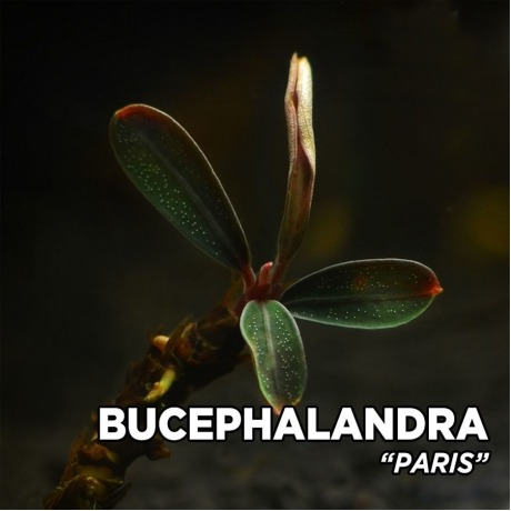 Bucephalandra paris TEK RİZOM
