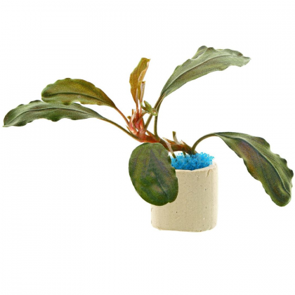 Bucephalandra red theia TEK RİZOM