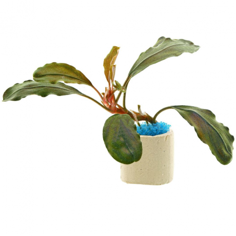 Bucephalandra red theia TEK RİZOM