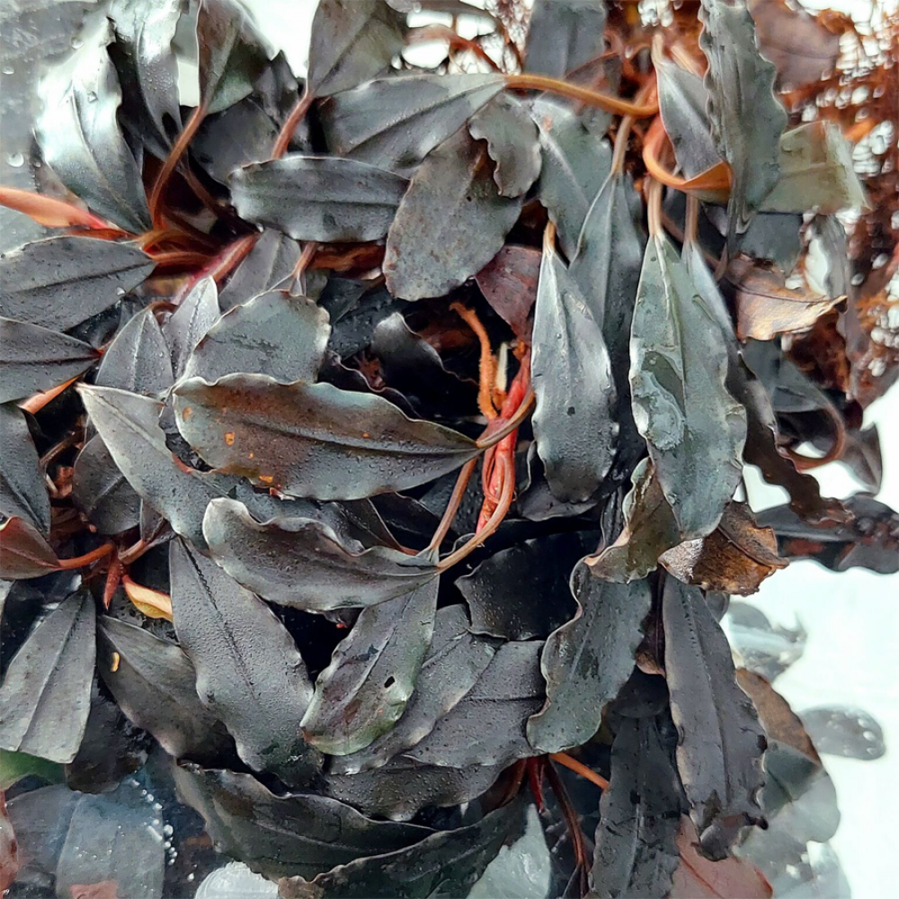 Bucephalandra theia from sekadau TEK RİZOM