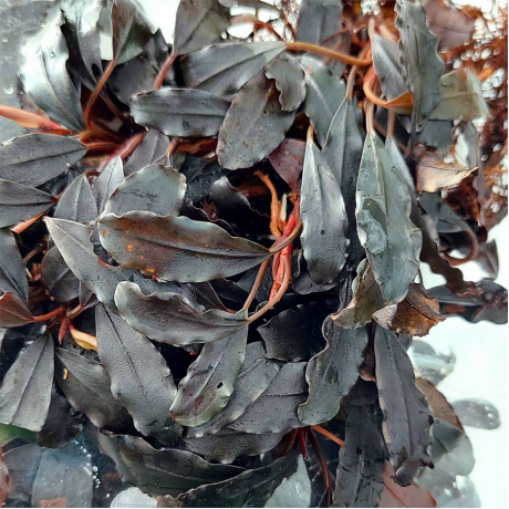 Bucephalandra theia from sekadau 10x10 cm