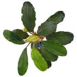 Bucephalandra theia green big leaves TEK RİZOM
