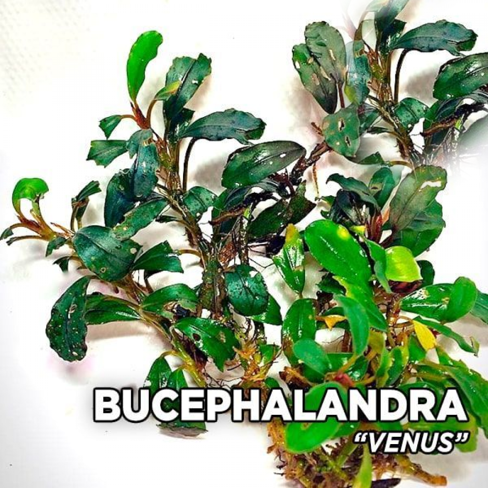 Bucephalandra venus 10x10 cm