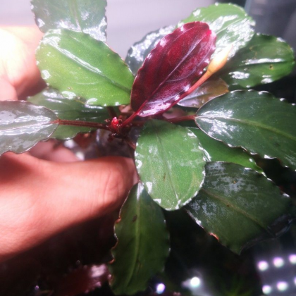 Bucephalandra zeus TEK RİZOM