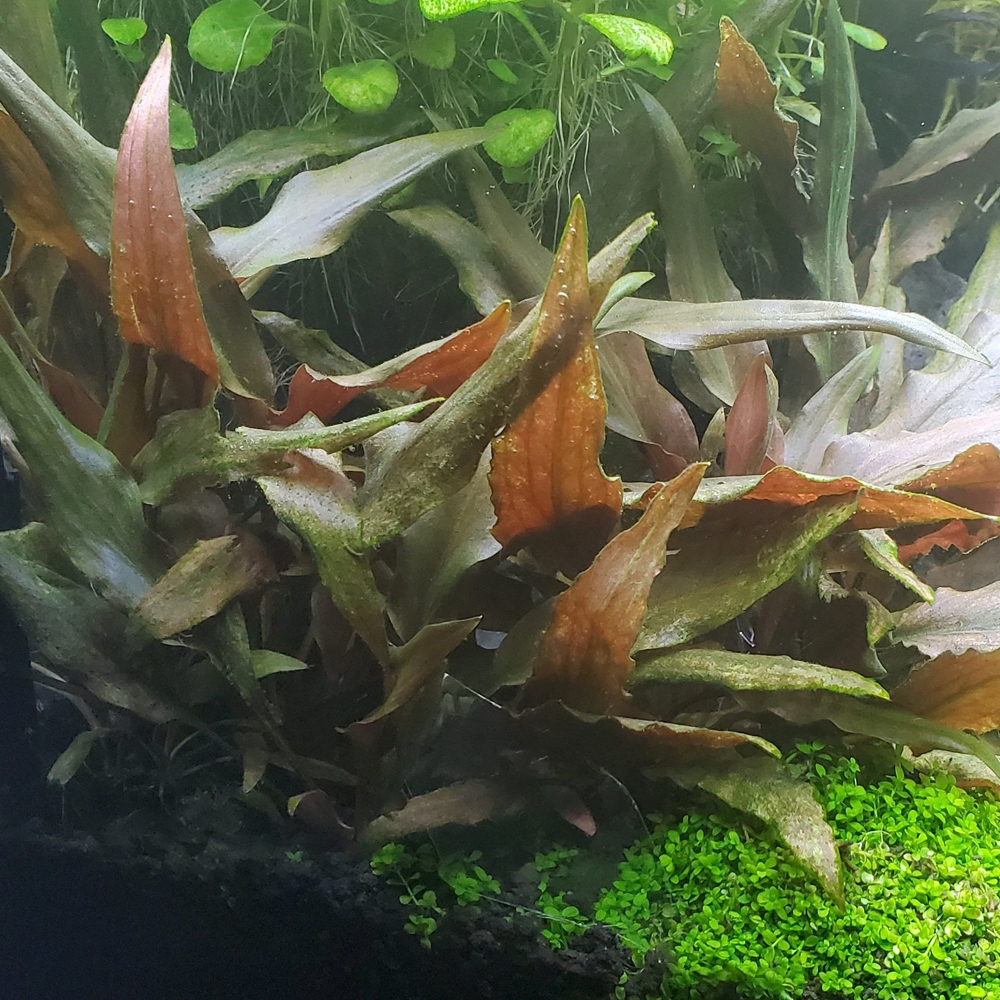 Cryptocoryne beckettii ADET