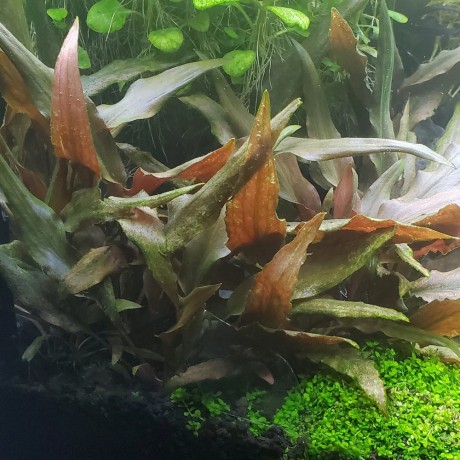 Cryptocoryne beckettii SAKSI