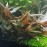Cryptocoryne beckettii ADET