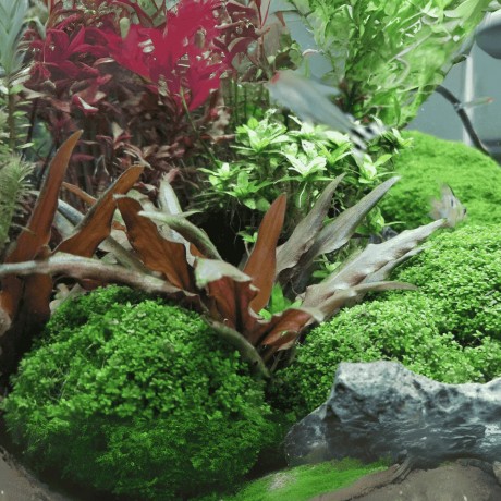 Cryptocoryne beckettii SAKSI