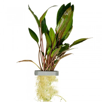 Cryptocoryne beckettii petchii DEMET